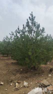 高度300厘米白皮松