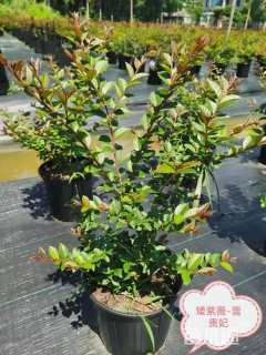 高度30厘米矮紫薇小苗