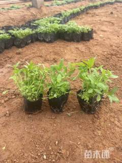 高度10厘米千屈菜