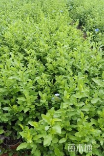 高度30厘米蓝雪花