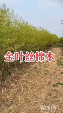 6公分金叶丝棉木