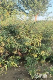 高度150厘米穗花牡荆