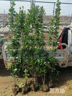 高度1.5厘米北海道黄杨