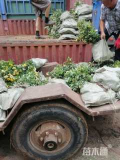 高度60厘米月季