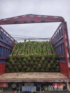 150厘米藤本月季