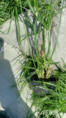 高度30厘米旱伞草