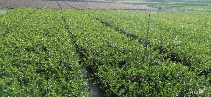 高度30厘米夏鹃