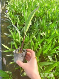 高度20厘米芦荻