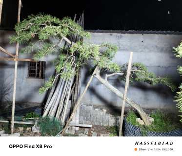 13公分造型黑松