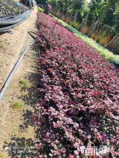 高度30厘米红花继木小苗