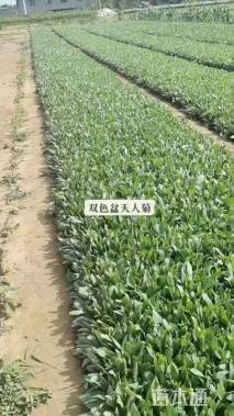 高度15厘米天人菊