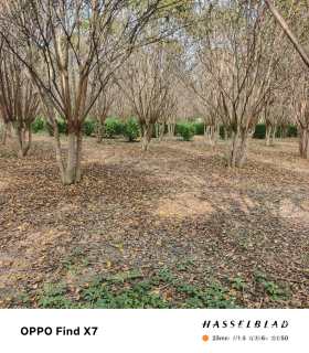 高度700厘米丛生紫薇