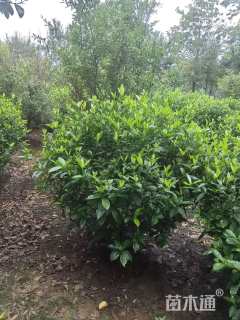 高度110厘米大叶栀子