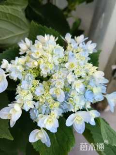 高度20厘米绣球