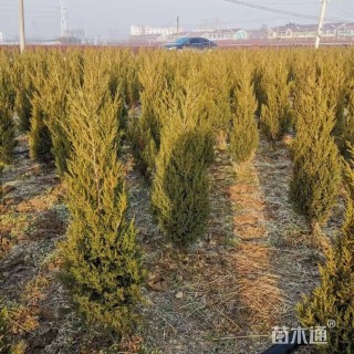 高度15厘米圆柏