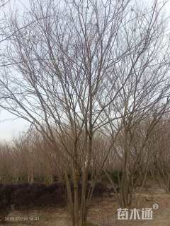 65公分(6杆)丛生榉树