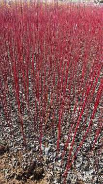 高度80厘米红瑞木