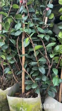 150厘米风车茉莉