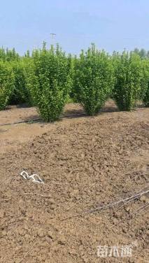 高度180厘米丛生木槿