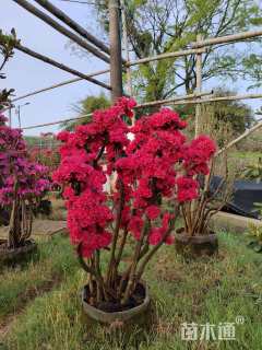 高度1200厘米杜鹃