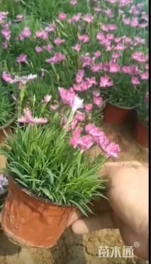 高度15厘米欧石竹