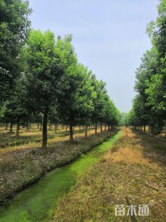 香樟