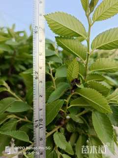 高度170厘米柘树