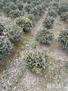 冠幅50厘米茶梅球