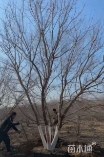 高度700厘米丛生元宝枫