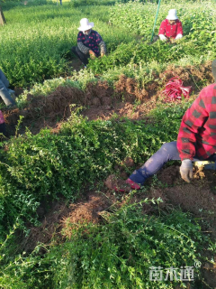 高度45厘米迎春花