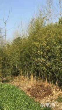 高度100厘米玉竹