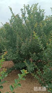 高度150厘米丛生紫薇