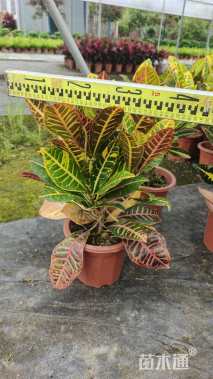 高度40厘米彩霞变叶木