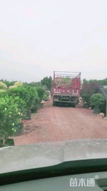 1.5厘米美国凌霄