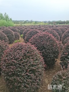 冠幅120厘米红花继木球