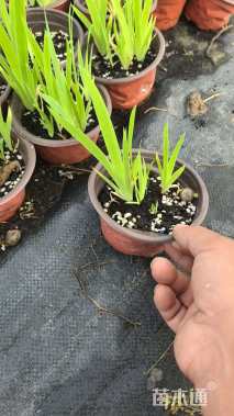 高度20厘米射干