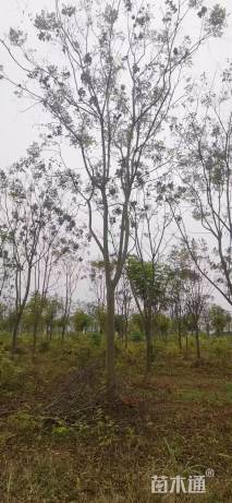 25公分栾树