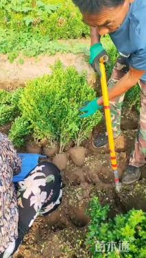 高度40厘米小叶黄杨