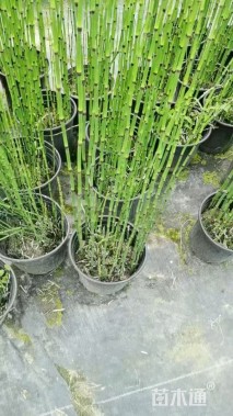 高度50厘米木贼