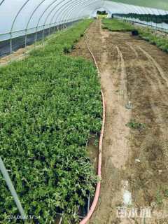 高度20厘米太阳花