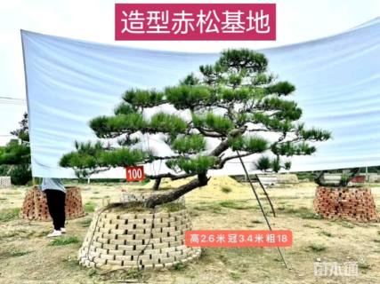 18公分造型赤松