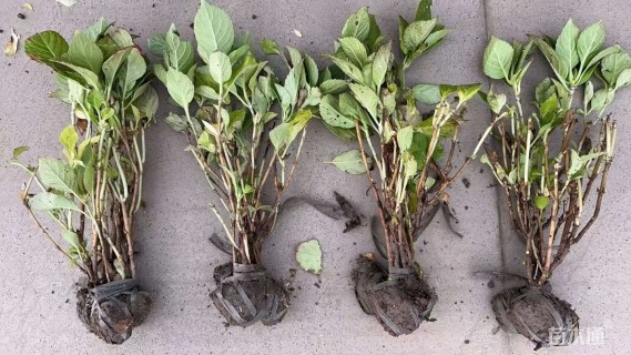 高度50厘米八仙花