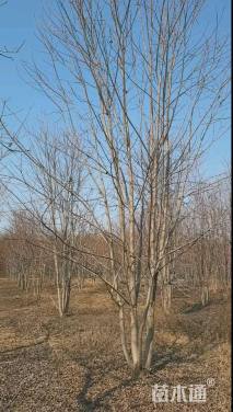 高度300厘米丛生美国红枫