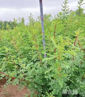 高度80厘米银露梅