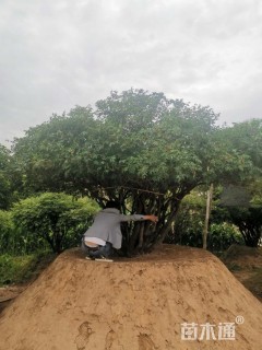 高度280厘米紫牡丹