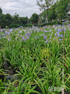高度30厘米百子莲