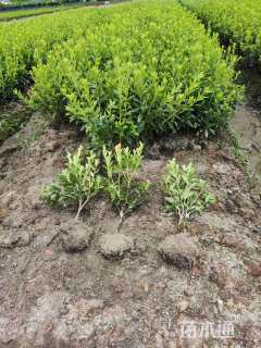 高度20厘米春鹃小苗