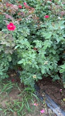 高度50厘米红帽子月季小苗