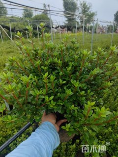 高度30厘米杜鹃