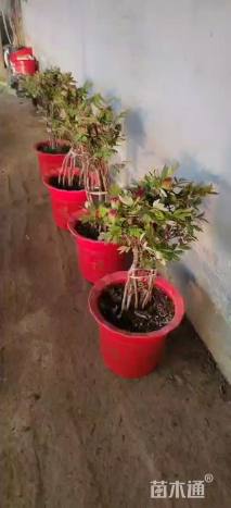 高度120厘米月季